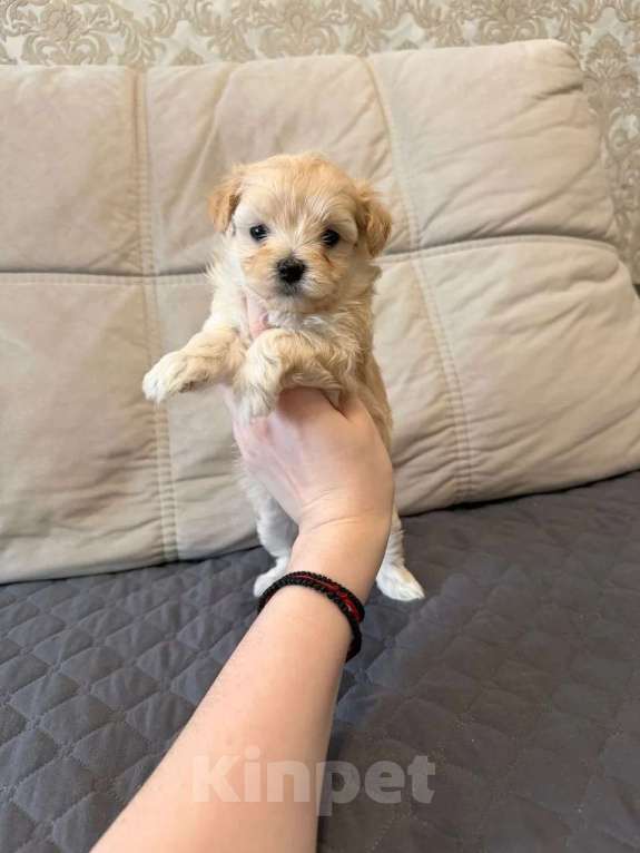 Собаки в Москве: Девочка мини Девочка, Бесплатно - фото 2