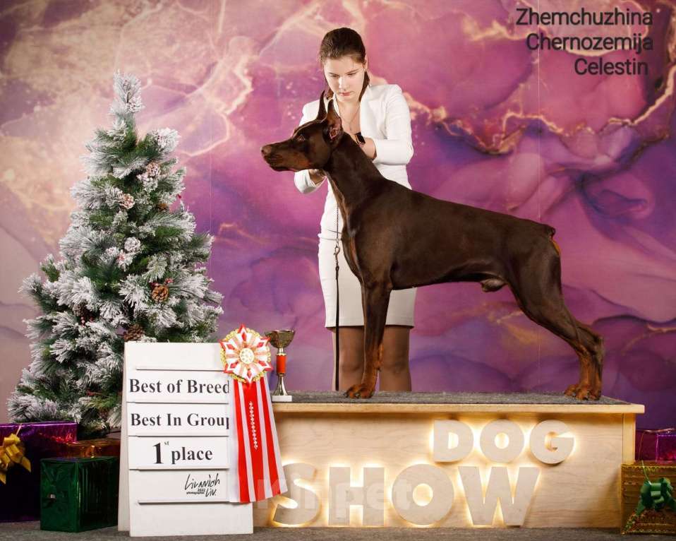 Собаки в Воронеже: Щенки добермана ркф Мальчик, 100 000 руб. - фото 3