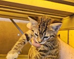 Кошки в Санкт-Петербурге: Котята  Девочка, Бесплатно - фото 3