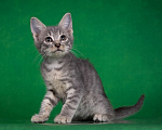 Кошки в Москве: Котенок Лексус ищет дом Мальчик, Бесплатно - фото 4