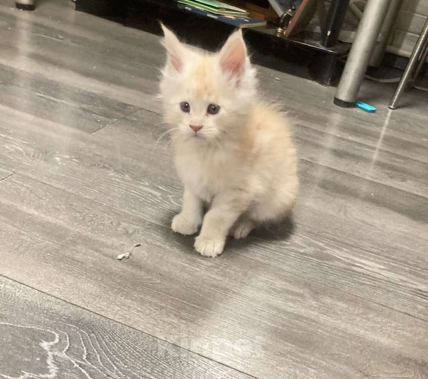 Кошки в Кемерово: Котенок мальчик Мальчик, 15 000 руб. - фото 5