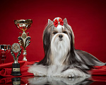 Собаки в Зеленограде: Бивер терьер Мальчик, 65 000 руб. - фото 4