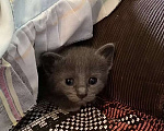 Кошки в других городах Московской области: Котенок серый Девочка, Бесплатно - фото 1