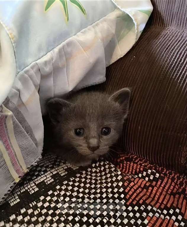 Кошки в других городах Московской области: Котенок серый Девочка, Бесплатно - фото 1