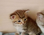 Кошки в Кинешме: Котик  Мальчик, 1 руб. - фото 1