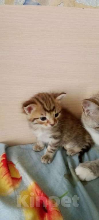 Кошки в Кинешме: Котик  Мальчик, 1 руб. - фото 1