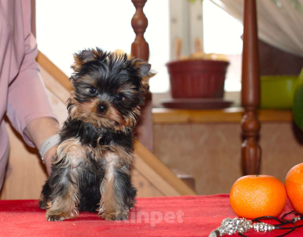 Собаки в Пушкино: Малышок - крепышок Мальчик, Бесплатно - фото 2