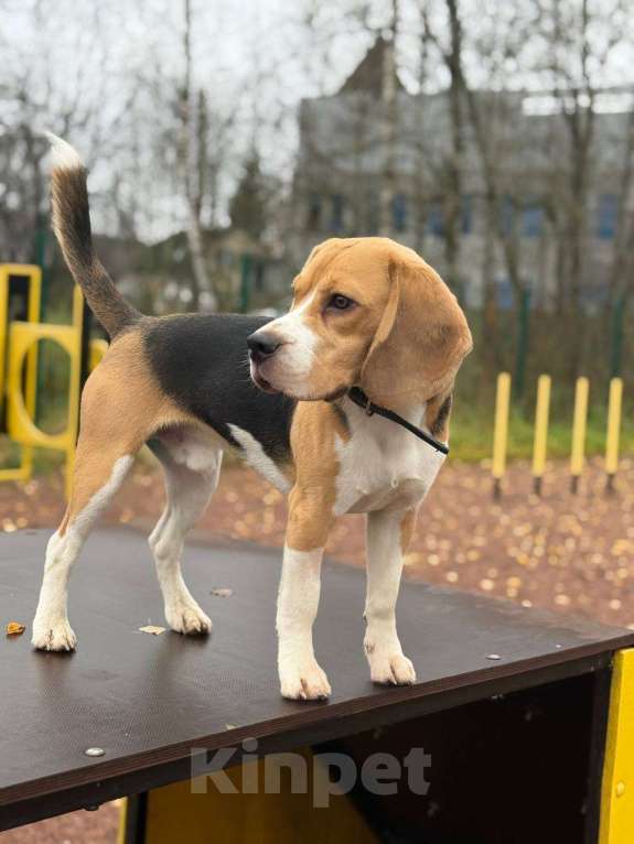 Собаки в Кингисеппе: Отдам щенка бигля в добрые ручки 🙏🏻 Мальчик, Бесплатно - фото 3