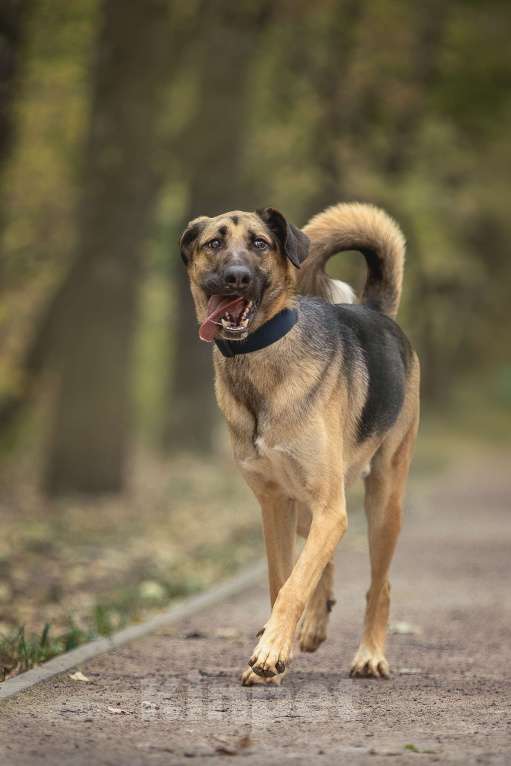 Собаки в Москве: Носок Мальчик, Бесплатно - фото 4