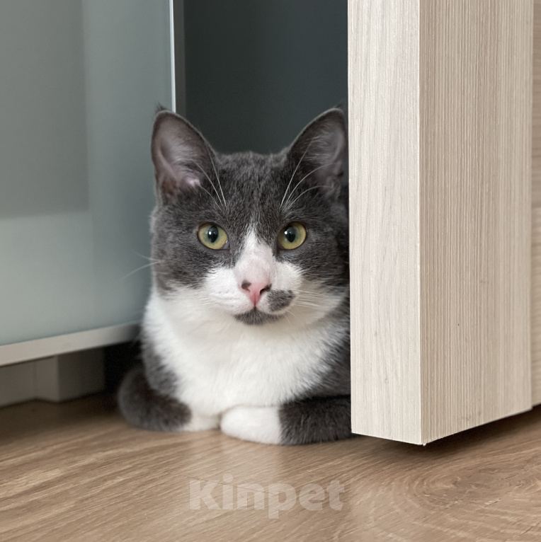 Кошки в Кудрово: Принцесса Марселла в поисках своего "королевства" :) Девочка, Бесплатно - фото 10
