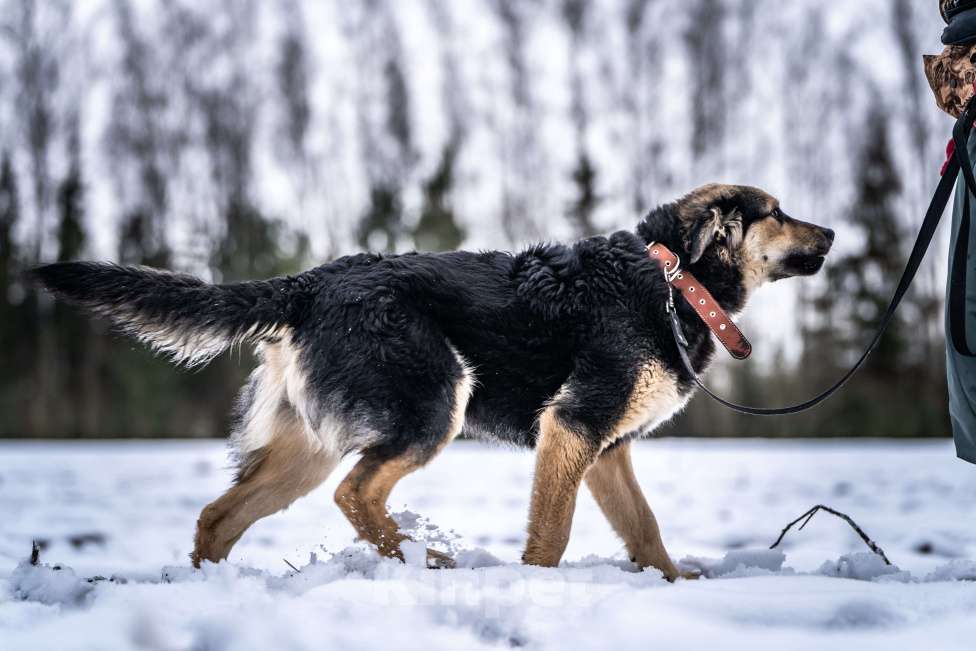 Собаки в Клине: Патрик — красивейший мощный пёс Мальчик, Бесплатно - фото 9