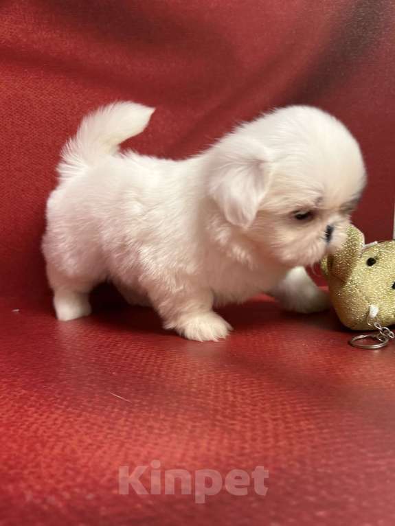 Собаки в Смоленске: Мини малыш  Мальчик, 100 000 руб. - фото 1