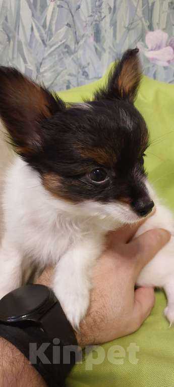 Собаки в Калининграде: Продажа  Мальчик, 45 000 руб. - фото 5