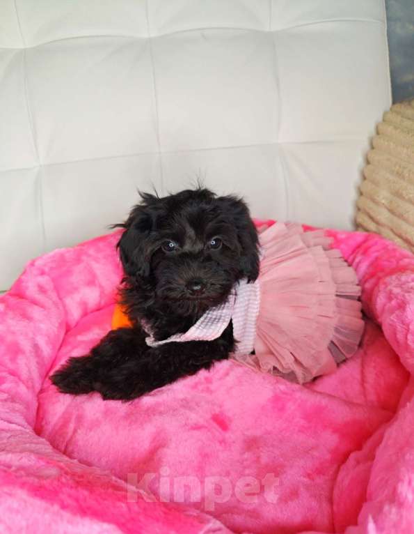 Собаки в Москве: Мальтипу черный жемчуг  Девочка, 95 000 руб. - фото 3