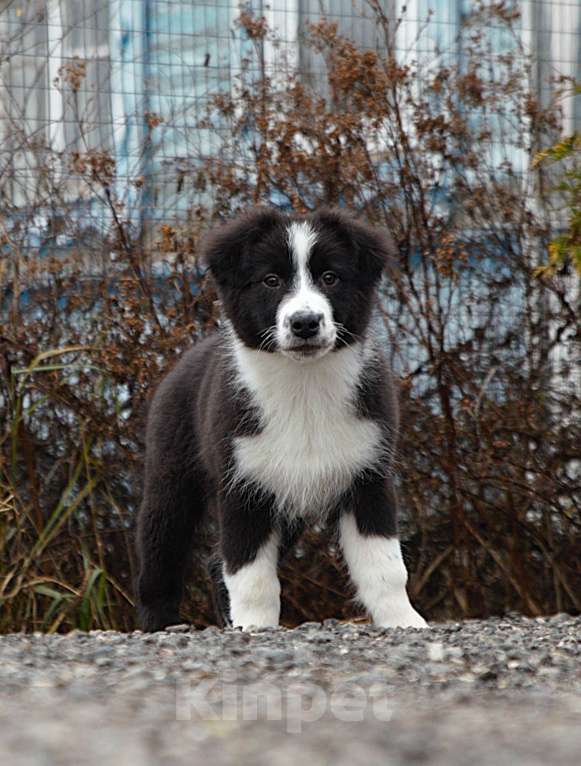 Собаки в других городах Владимирской области: щенок австралийской овчарки Мальчик, 50 000 руб. - фото 3