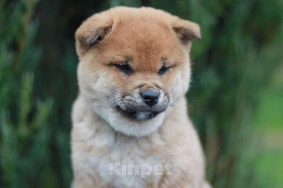 Собаки в Сергиеве Посаде: Сиба Ину девочка Девочка, 60 000 руб. - фото 3