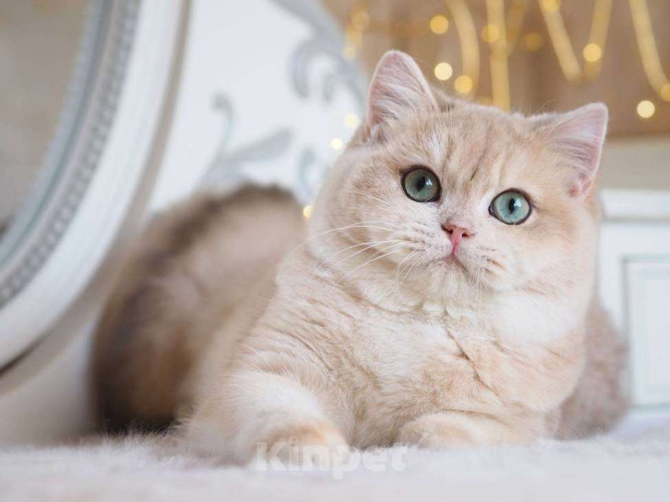 Кошки в Москве: Британский котенок Ява Девочка, 130 000 руб. - фото 4