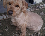 Собаки в Краснодаре: Розовый пёс в очень добрые руки Мальчик, 555 руб. - фото 10
