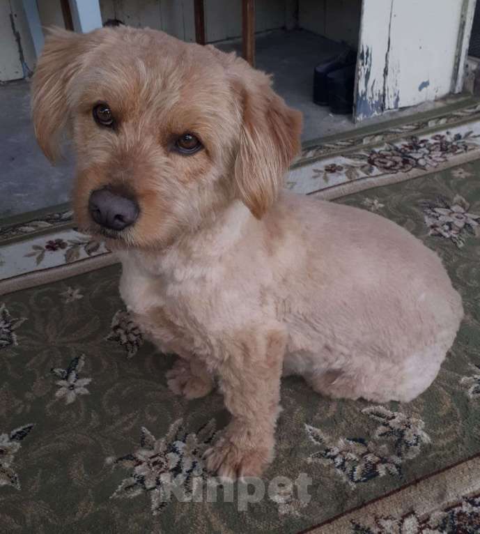 Собаки в Краснодаре: Розовый пёс в очень добрые руки Мальчик, 555 руб. - фото 10