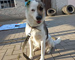 Собаки в Москве: Интересная собака отчаянно ищет дом Девочка, Бесплатно - фото 3