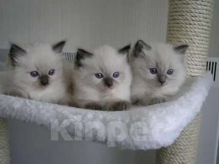 Кошки в Нижнем Новгороде: Рэгдолл Кошечки очень нежные  Девочка, 60 000 руб. - фото 1