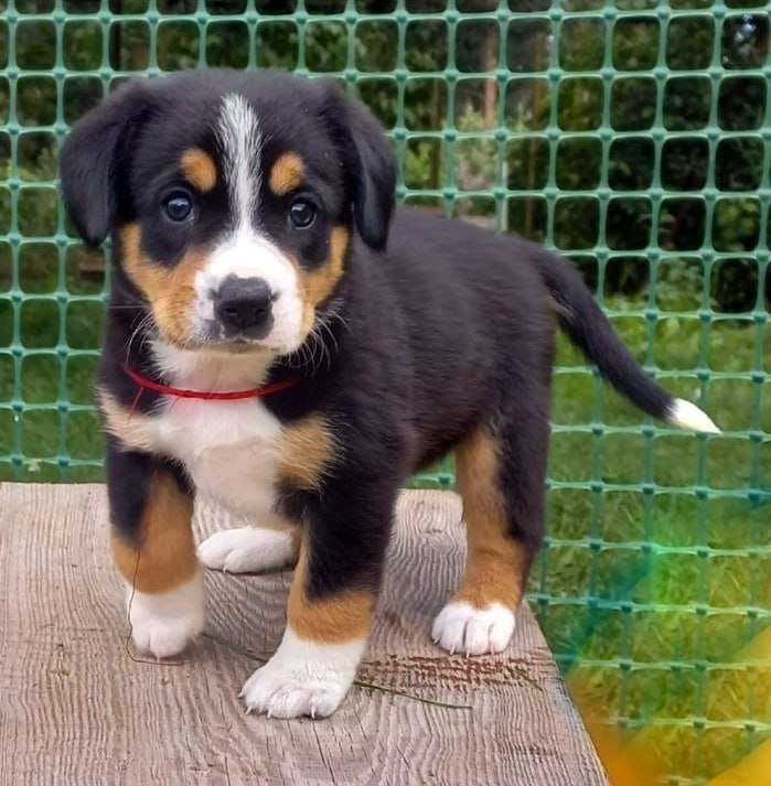 Собаки в Одинцово: Щенки энтлебухера зенненхунда Девочка, 55 000 руб. - фото 4