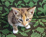 Кошки в Москве: Котята ищут дом Девочка, Бесплатно - фото 5