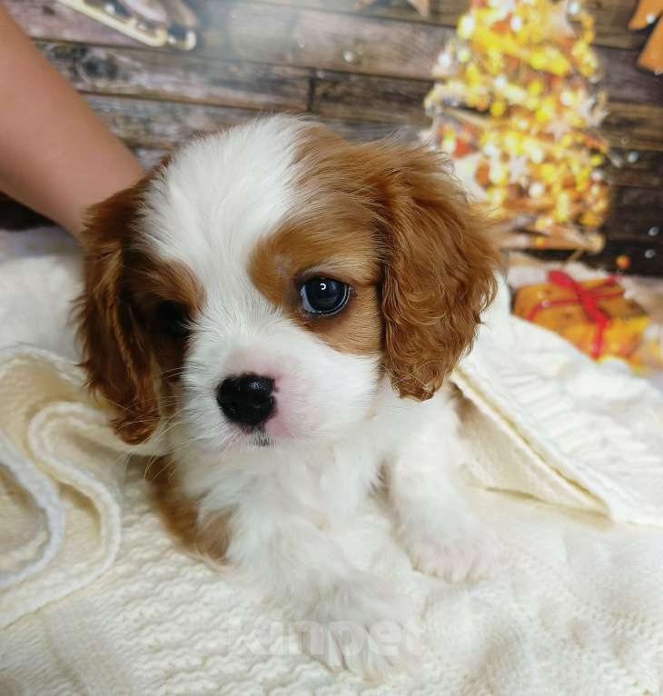 Собаки в Нижнем Новгороде: Щенок Мальчик, 100 000 руб. - фото 7