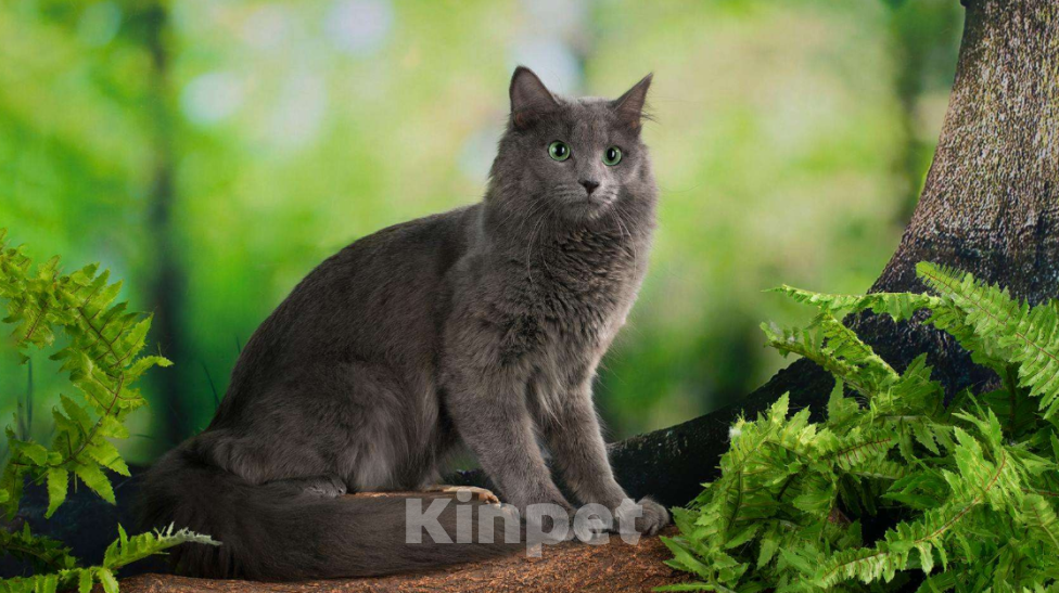 Кошки в Санкт-Петербурге: Котята нибелунги Девочка, 40 000 руб. - фото 3