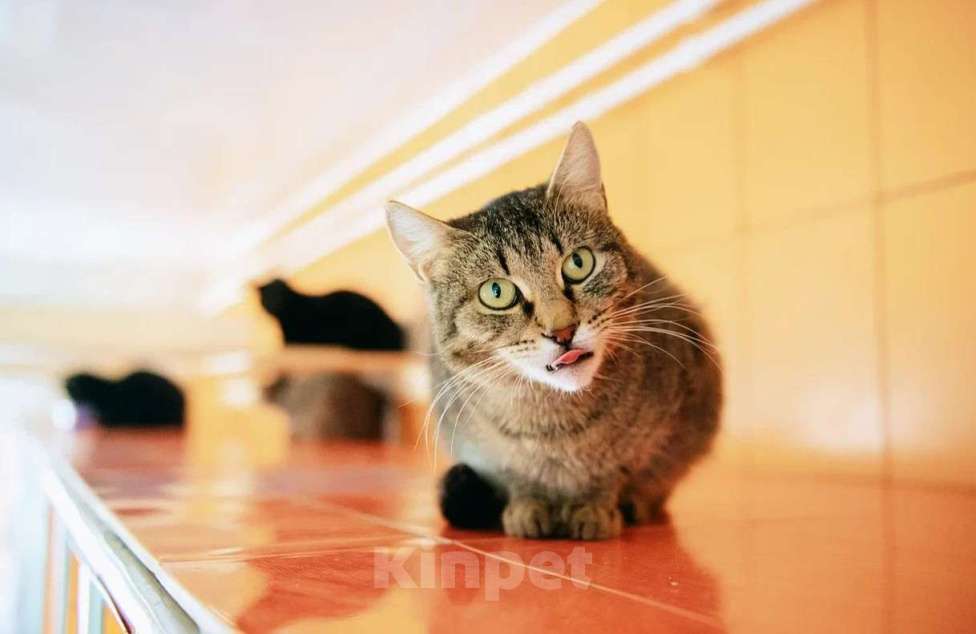 Кошки в других городах Московской области: Красавица Рафа в поисках счастья Девочка, Бесплатно - фото 4