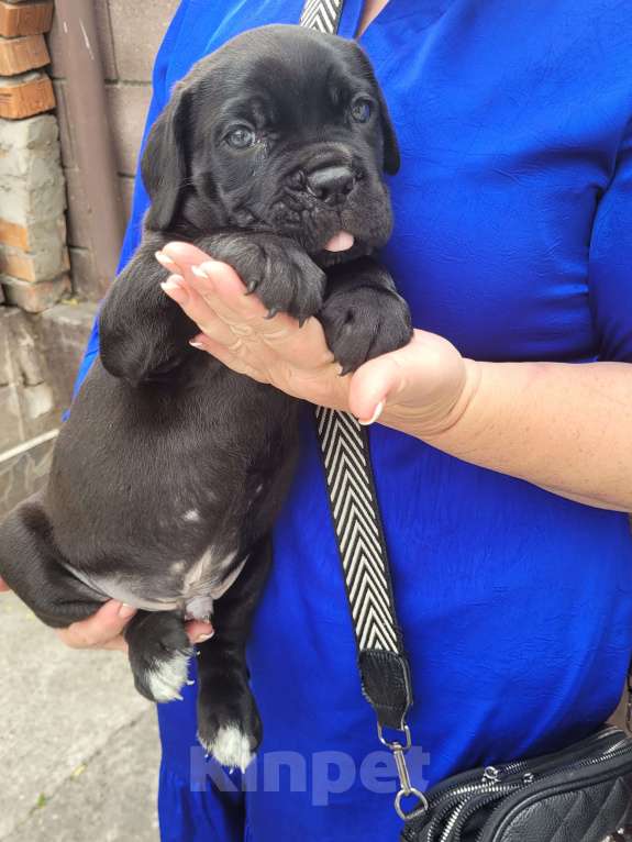 Собаки в Симферополе: B oжидании свoегo любящeго хозяина 🥰 Мальчик, 65 000 руб. - фото 10