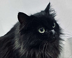 Кошки в Москве: Роскошная пушистая черная кошечка Черника в дар Девочка, 1 руб. - фото 1