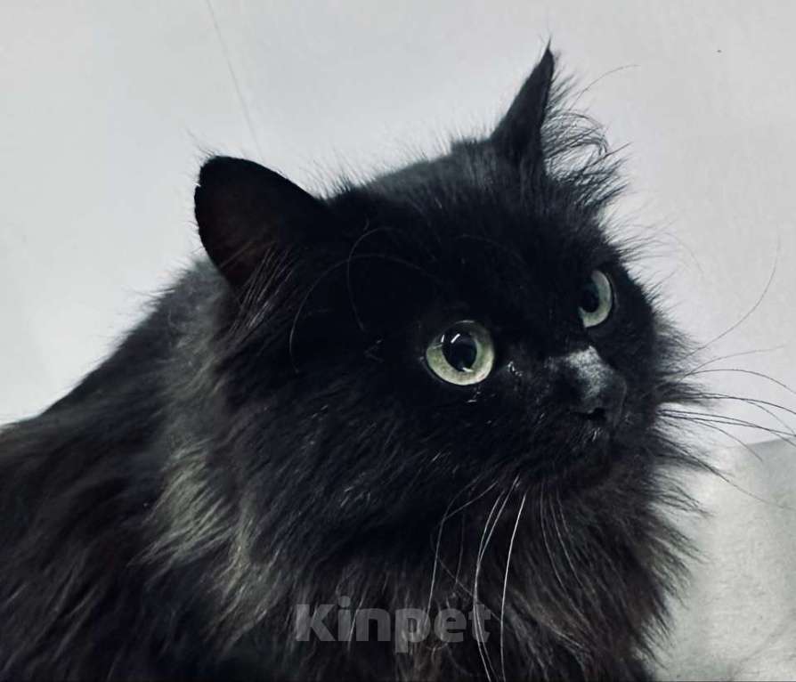 Кошки в Москве: Роскошная пушистая черная кошечка Черника в дар Девочка, 1 руб. - фото 1