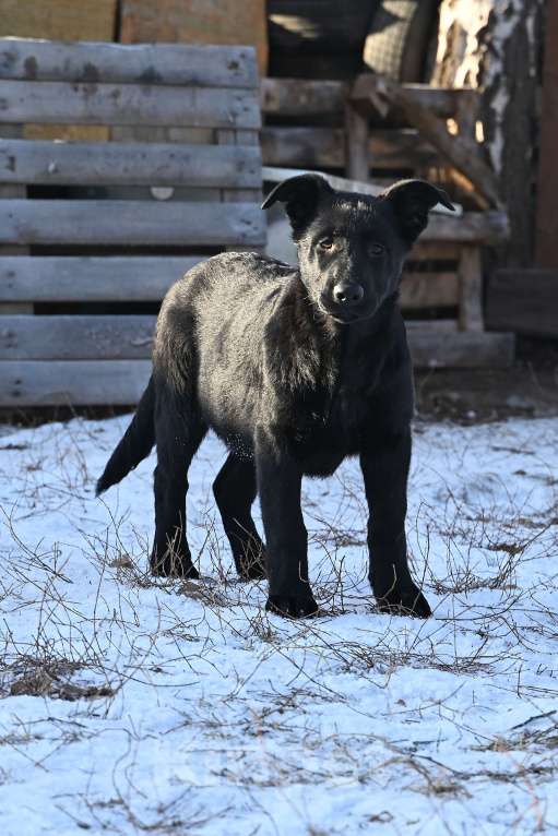 Собаки в Москве: Восточноевропейская овчарка щенки  Мальчик, 60 000 руб. - фото 3
