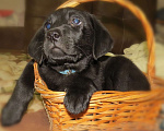 Собаки в Омске: алиментный щенок лабрадора Мальчик, 26 000 руб. - фото 1