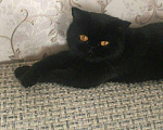 Кошки в Кемерово: Персидский котенок., 15 000 руб. - фото 5