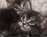 Кошки в Скопине: Котятки, 15 000 руб. - фото 3