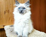 Кошки в Лермонтове: Котята няшки Мальчик, 20 000 руб. - фото 4