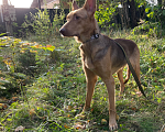 Собаки в Клине: Принцесса Лея Девочка, Бесплатно - фото 5