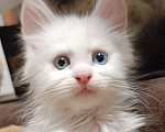Кошки в Москве: Разноглазая девочка полидакт Девочка, 50 000 руб. - фото 1