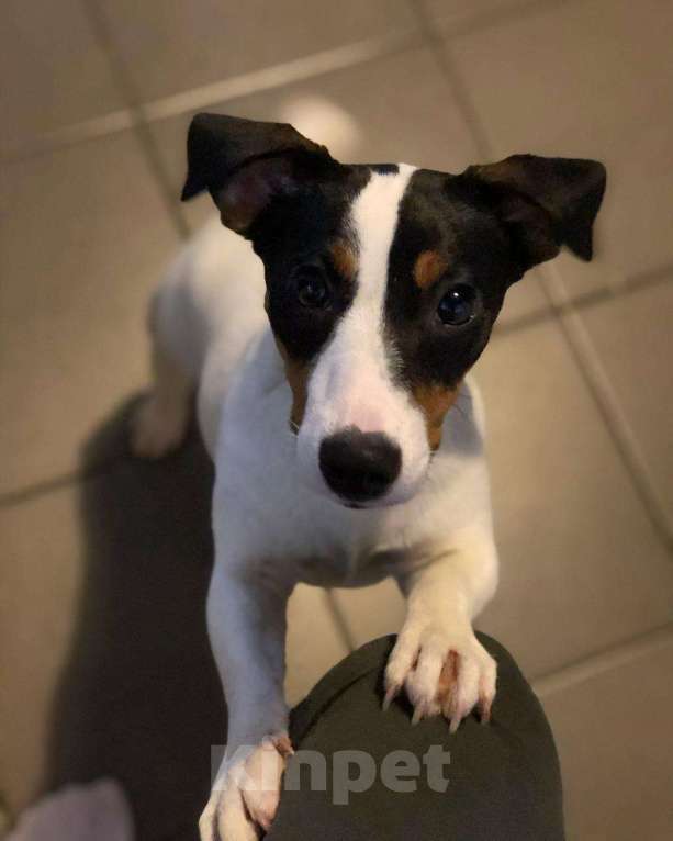 Собаки в Москве: Джек рассел терьер Тори в добрые руки Девочка, Бесплатно - фото 4