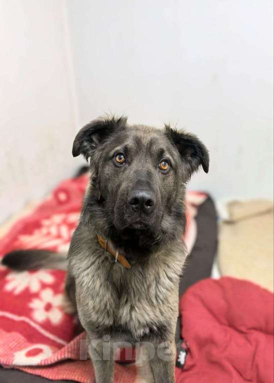 Собаки в Москве: Дисин Мальчик, Бесплатно - фото 3