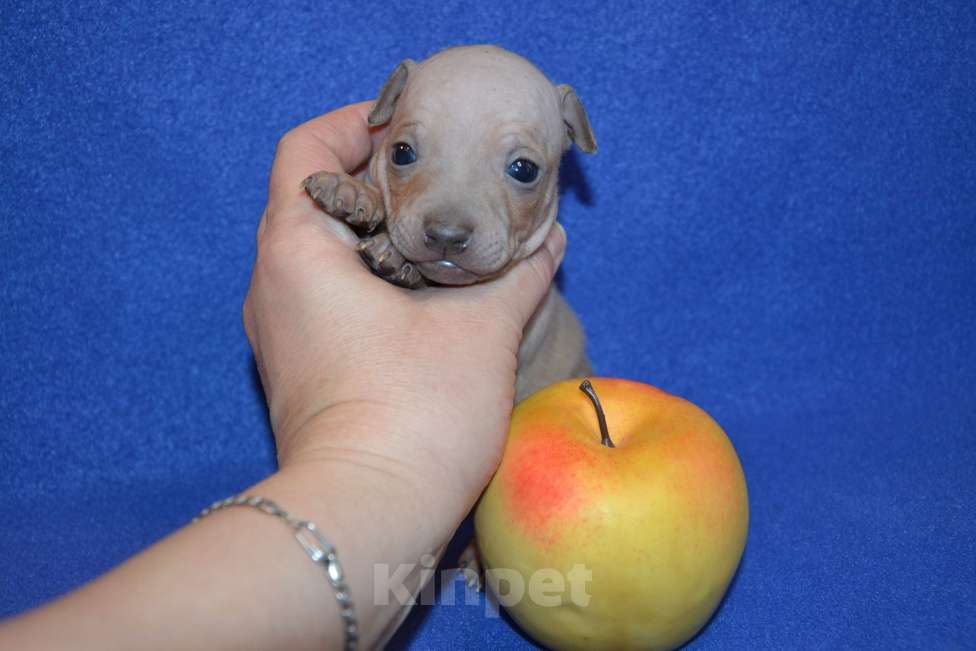 Собаки в Москве: Щенки американского голого терьера  Мальчик, 30 000 руб. - фото 1