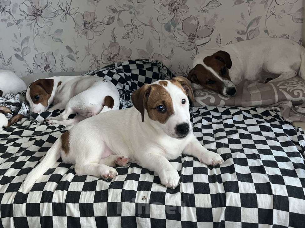 Собаки в Рязани: Мишель  Девочка, 25 000 руб. - фото 5