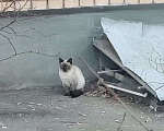 Кошки в Москве: Замечена сиамская кошка Мальчик, Бесплатно - фото 1