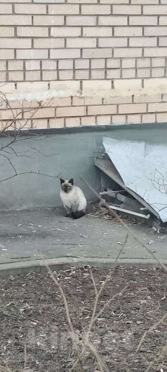 Кошки в Москве: Замечена сиамская кошка Мальчик, Бесплатно - фото 1