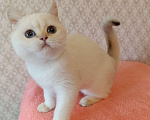 Кошки в Санкт-Петербурге: Золотая шиншилла пойнт Девочка, 25 000 руб. - фото 9