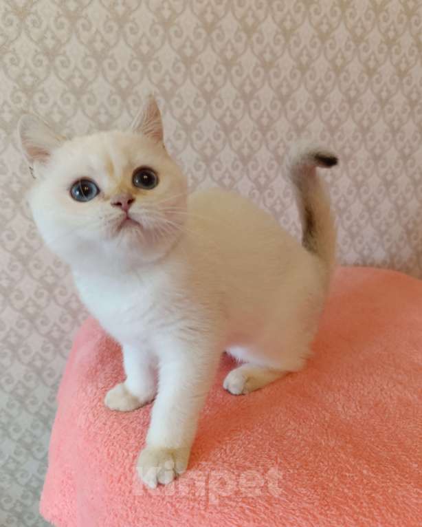 Кошки в Санкт-Петербурге: Золотая шиншилла пойнт Девочка, 25 000 руб. - фото 9