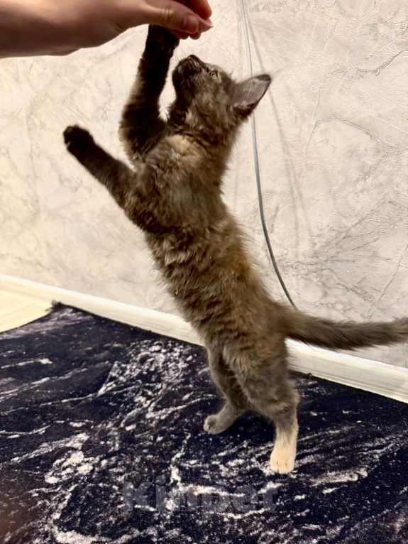 Кошки в Чите: Котенок МЕЙН КУН девочка Девочка, 20 000 руб. - фото 3