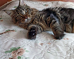 Кошки в Тюмени: Мейн-кун, мальчик Мальчик, 20 000 руб. - фото 3